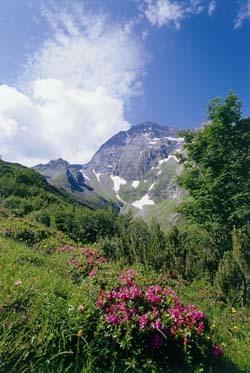 Gaestehaus Danler Neustift im Stubaital Extérieur photo